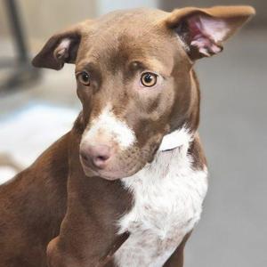 Lucky, Chocolate Labrador Retriever / Pointer, young, available for adoption