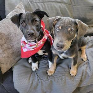 Two puppies sitting on a couch, one wearing a red bandana.