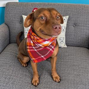 Choco, Terrier / Chihuahua, young, available for adoption
