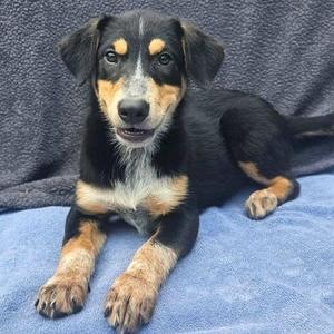 Vera, Australian Cattle Dog / Blue Heeler / Mixed Breed, puppy, available for adoption
