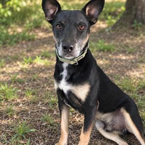 Sawyer, German Shepherd Dog / Labrador Retriever, young, available for adoption