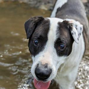Domino, Labrador Retriever / Cattle Dog, adult, available for adoption