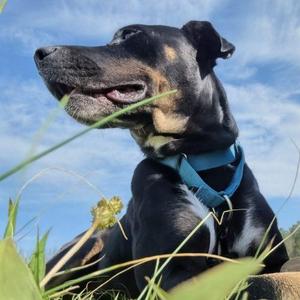 Rosie, Cattle Dog / Mixed Breed, young, available for adoption