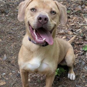 A happy brown dog with a white chest and paws, sitting on the ground with its tongue out, looking up at the camera.
