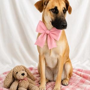 Ginger, Labrador Retriever / German Shepherd Dog, young, available for adoption