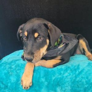 Quiche, Labrador Retriever / Terrier, puppy, available for adoption