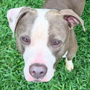Laika, American Staffordshire Terrier, young, available for adoption