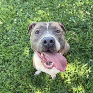 A happy pit bull dog with a gray and white coat, sitting on green grass, looking up with its tongue out.