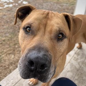 Drew, Bullmastiff / American Staffordshire Terrier, adult, available for adoption