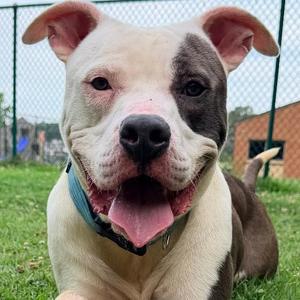 Neptune, American Staffordshire Terrier, adult, available for adoption