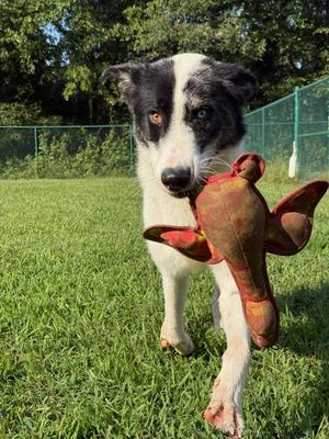 Ventura (Venny), Australian Shepherd / Great Pyrenees, young, available for adoption