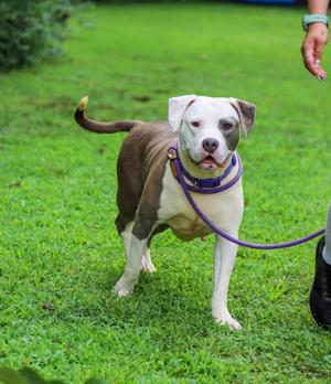 A white and brown dog wearing a purple collar and leash, standing on grass.