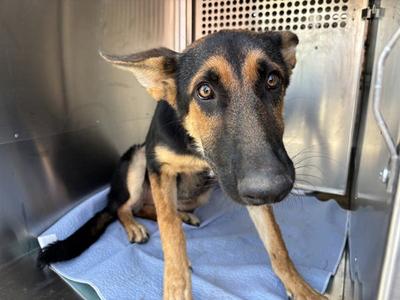 A480792, German Shepherd Dog, young, available for adoption