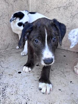 A481456, Catahoula Leopard Dog, puppy, available for adoption