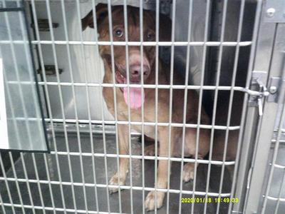A brown dog with a pink tongue sticking out, sitting inside a metal cage.