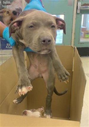 A gray puppy being held up in a cardboard box, with another puppy visible inside the box.