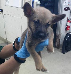 A480705, German Shepherd Dog / Labrador Retriever, puppy, available for adoption