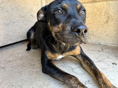 A481488, Rottweiler, adult, available for adoption