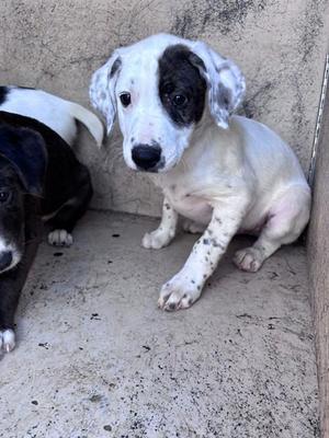 A481454, Catahoula Leopard Dog, puppy, available for adoption