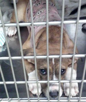 A brown and white puppy with a pink bandana is lying down inside a metal cage, looking up at the camera with big eyes.