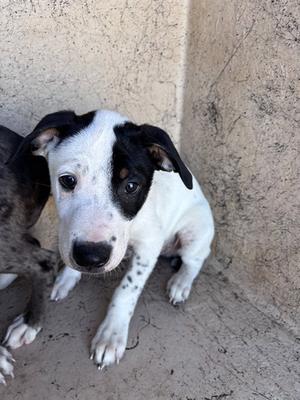 A481452, Catahoula Leopard Dog, puppy, available for adoption