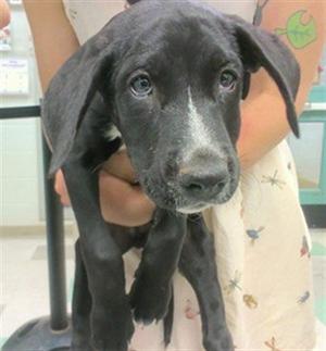 A481281, English Pointer, puppy, available for adoption