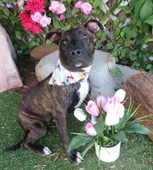 AMELIA, Plott Hound, young, available for adoption