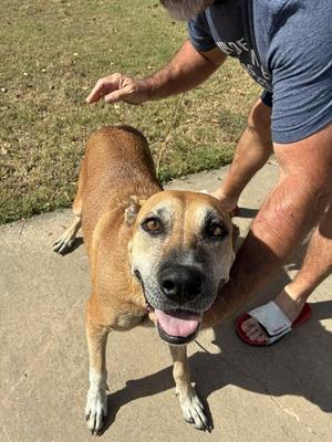 A481439, German Shepherd Dog, adult, available for adoption