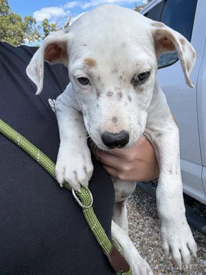 A481440, German Shepherd Dog, puppy, available for adoption