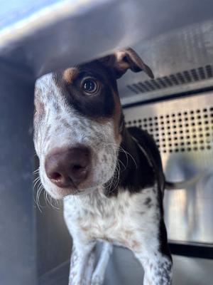 A481463, Pointer, puppy, available for adoption