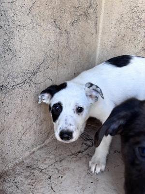 A481455, Catahoula Leopard Dog, puppy, available for adoption