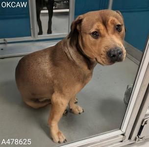 A478625, Pit Bull Terrier, adult, available for adoption