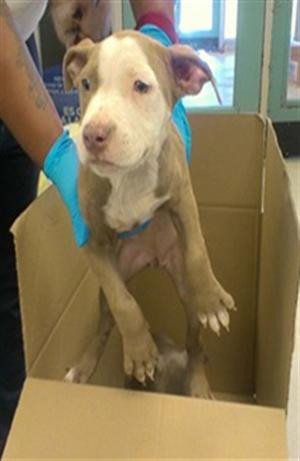 A small brown and white dog with a blue collar is being held by a person wearing blue gloves, standing inside a cardboard box.