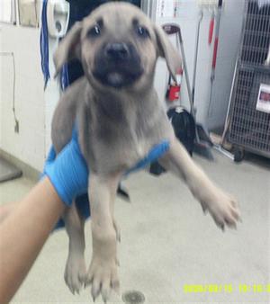 A small puppy being held by a person wearing blue gloves.