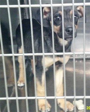 A481407, German Shepherd Dog, puppy, available for adoption