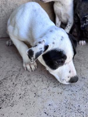 A481451, Catahoula Leopard Dog, puppy, available for adoption