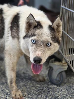 A close-up of a dog with blue eyes and a white and black coat, standing near a metal cage.