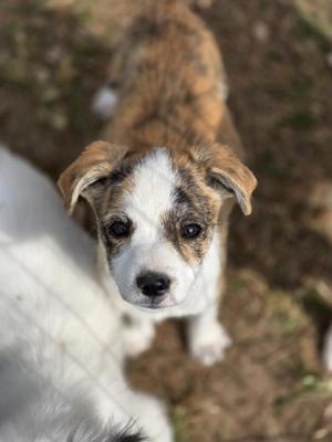 Amsterdam, Australian Shepherd / Mixed Breed, puppy, available for adoption