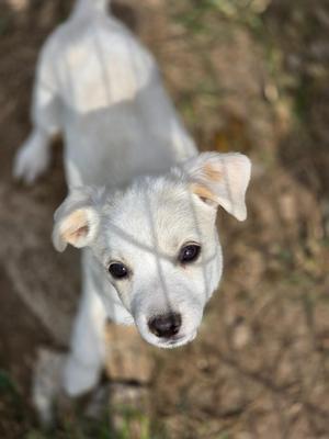 A white puppy with black eyes and a black nose, looking up at the camera. The puppy is standing on a dirt ground with some grass visible in the background. The image is slightly blurred, with a shadow of a fence or structure cast over the puppy.