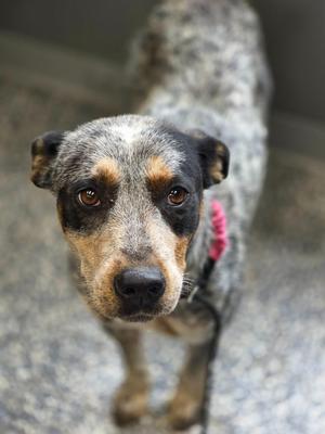 A close-up of a dog with a speckled coat, looking directly at the camera.