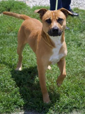 A tan dog with white markings on its chest stands on a grassy area.
