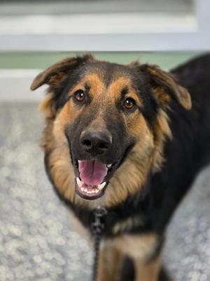 Abel, German Shepherd Dog / Mixed Breed, young, available for adoption
