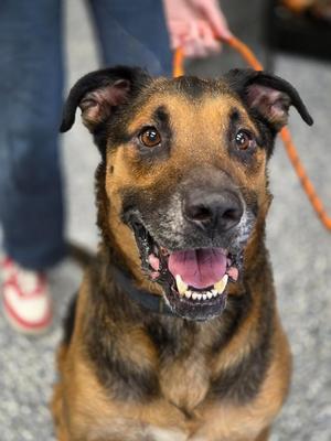 Oscar, German Shepherd Dog / Mixed Breed, adult, available for adoption
