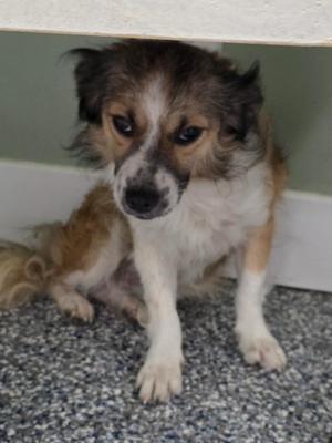a brown and white dog sitting on a carpeted floor