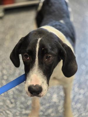 Katara, Great Dane / Mixed Breed, puppy, available for adoption