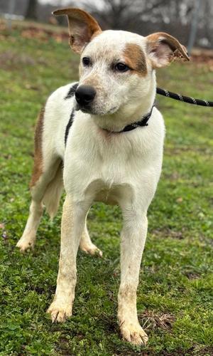 Colt, Australian Cattle Dog / Blue Heeler / Mixed Breed, young, available for adoption