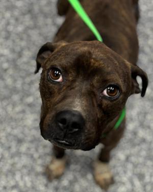 Alexander, Boxer / Mixed Breed, adult, available for adoption