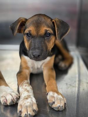 Benny, Hound / Mixed Breed, puppy, available for adoption