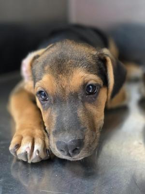 Billy Joe, Hound / Mixed Breed, puppy, available for adoption