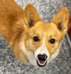 Dash, Corgi / Mixed Breed, young, available for adoption